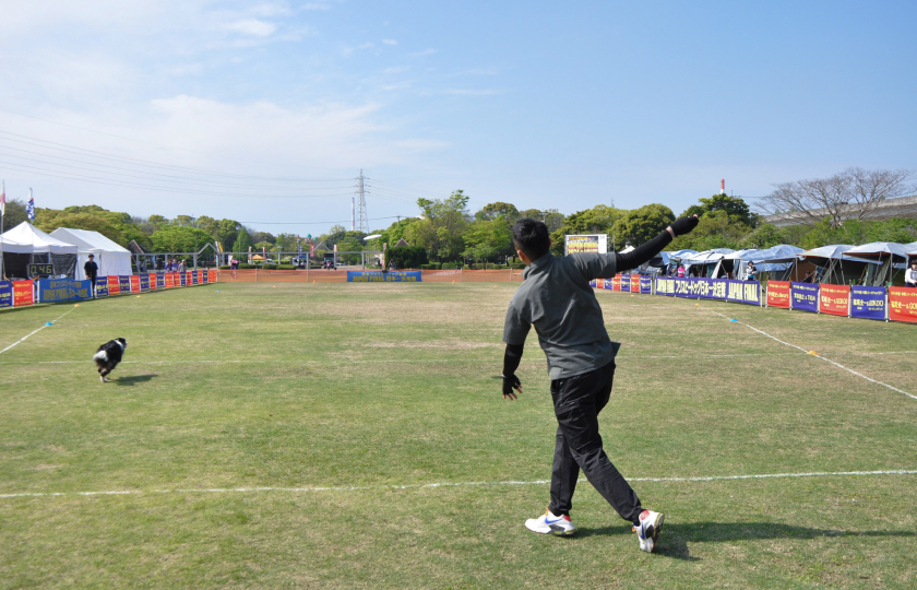 frisbee dog competition