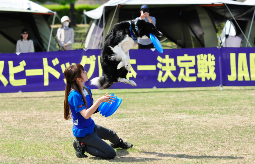 frisbee dog competition