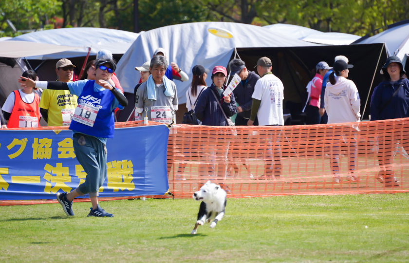 frisbee dog competition