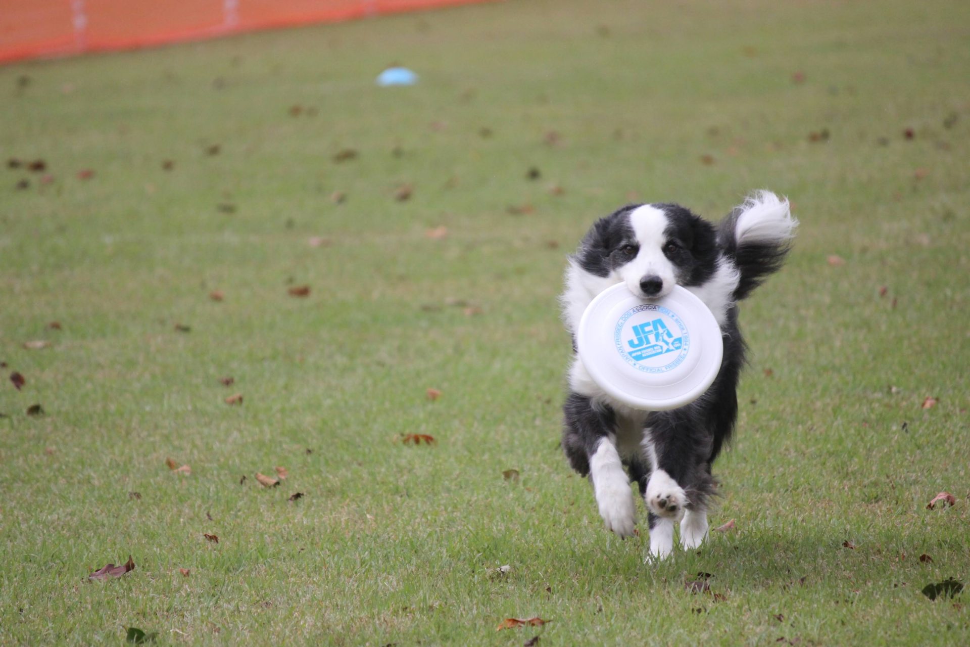 公式シリーズ選手権 第1戦 IN 大分日田